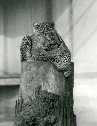 Un leopardo acostado en la cima de un tocón de árbol, zoológico de Londres de Frederick William Bond
