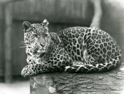 Un leopardo descansando en un tronco en el zoológico de Londres en 1929 de Frederick William Bond