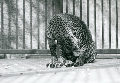 Un leopardo sentado en su recinto acicalando su pata, Zoológico de Londres, 1927 de Frederick William Bond