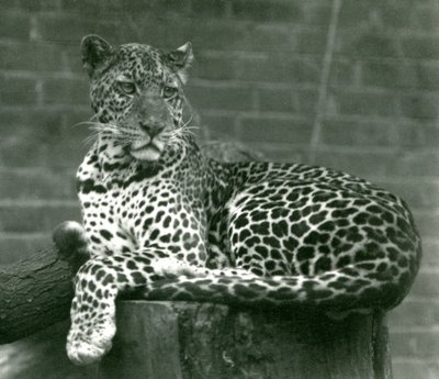 Un Leopardo Sentado en un Tocón de Árbol en el Zoológico de Londres en 1924 de Frederick William Bond
