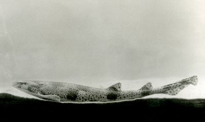 Un Pez Perro Menor en el Zoológico de Londres en 1924 de Frederick William Bond