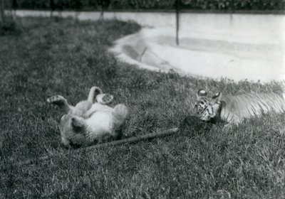 Un cachorro de león y un cachorro de tigre jugando con una fregona, en el césped, junto a una piscina, Zoológico de Londres, septiembre de 1925 de Frederick William Bond