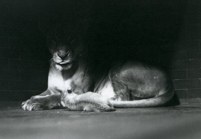 Un cachorro de león acostado con su madre en la sombra de la parte trasera de su recinto, Zoológico de Londres, octubre de 1925 de Frederick William Bond