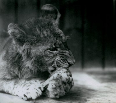Un Cachorro de León alimentándose en el Zoológico de Londres en 1927 de Frederick William Bond