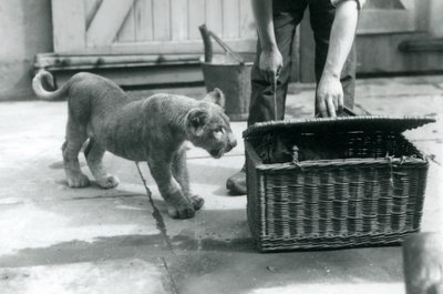 Un cachorro de león mirando a un cachorro de tigre en una cesta de mimbre, que un cuidador está abriendo, Zoológico de Londres, septiembre de 1925 de Frederick William Bond