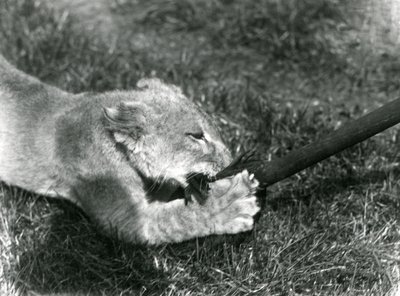 Un cachorro de león jugando con una fregona, sostenida por su cuidador, en el césped frente a su guarida, Zoológico de Londres, septiembre de 1925 de Frederick William Bond
