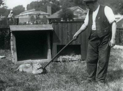 Un cachorro de león jugando con una fregona, sostenida por su cuidador, en el césped frente a su guarida, Zoológico de Londres, septiembre de 1925 de Frederick William Bond