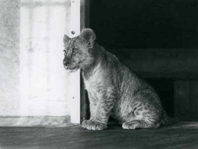 Un cachorro de león sentado en el suelo en el Zoológico de Londres en 1930 (foto en b/n) de Frederick William Bond