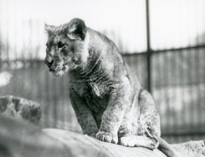 Un cachorro de león, nacido en la menagerie en julio de 1923, Zoológico de Londres, julio de 1924 de Frederick William Bond