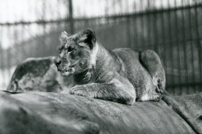 Un cachorro de león, nacido en la menagerie en julio de 1923, Zoológico de Londres, julio de 1924 de Frederick William Bond