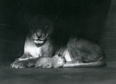 Una leona y su cachorro acostados en la sombra de la parte trasera de su recinto, Zoológico de Londres, octubre de 1925 de Frederick William Bond