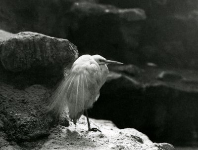 Una garceta común descansando entre rocas en el Zoológico de Londres en 1930 (foto en blanco y negro) de Frederick William Bond