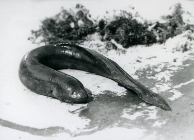 Un pez pulmonado descansando fuera del agua en el Zoológico de Londres en septiembre de 1928 de Frederick William Bond