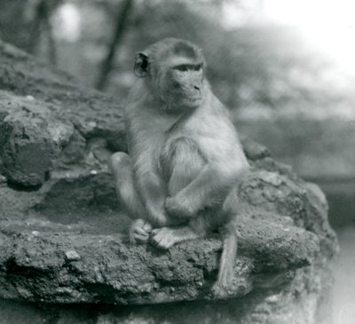 Un Macaco Sentado en una Roca en el Zoológico de Londres en 1924 de Frederick William Bond