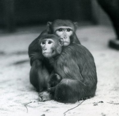 Una macaca con su bebé sentados juntos en el suelo de su recinto, Zoológico de Londres de Frederick William Bond