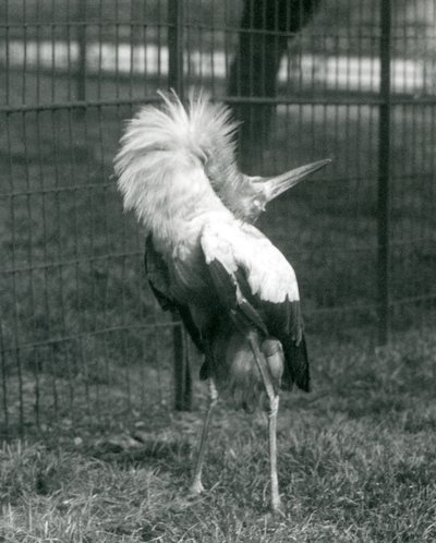 Una cigüeña maguari realizando la exhibición arriba-abajo, Zoológico de Londres, julio de 1925 de Frederick William Bond