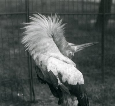 Una cigüeña maguari realizando la exhibición arriba-abajo, Zoológico de Londres, julio de 1925 de Frederick William Bond