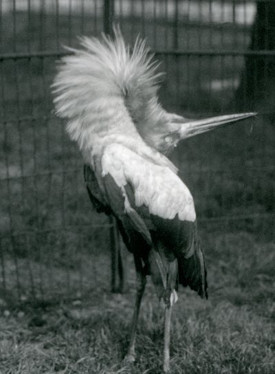 Un cigüeña maguari realizando la exhibición arriba-abajo, Zoológico de Londres, julio de 1925 de Frederick William Bond