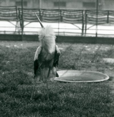Una cigüeña Maguari realizando la exhibición de arriba-abajo mientras está de pie sobre el césped junto a una pequeña piscina de concreto, Zoológico de Londres, julio de 1925 (foto en blanco y negro) de Frederick William Bond