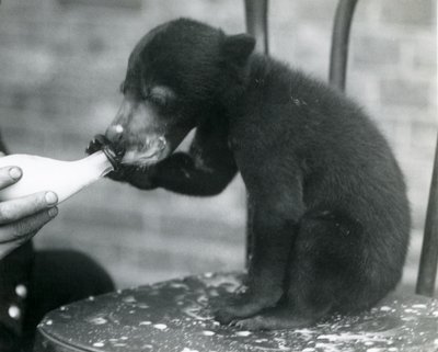 Un cachorro de oso malayo o del sol sentado en una silla mientras su cuidador lo alimenta con biberón en el Zoológico de Londres, años 1920 de Frederick William Bond