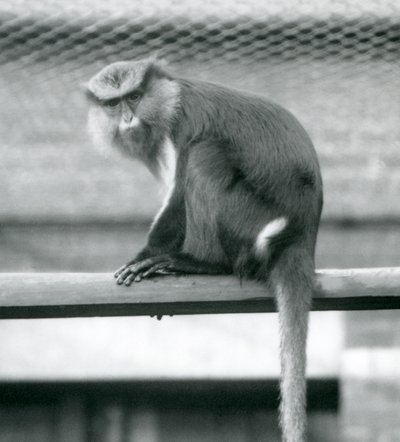 Un mono Mona sentado en un poste horizontal en su recinto en el Zoológico de Londres en septiembre de 1925 de Frederick William Bond