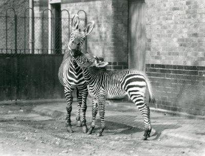 Una Cebra de Montaña y su potro en el Zoológico de Londres en 1929 (foto en blanco y negro) de Frederick William Bond
