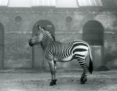 Una cebra de montaña de pie, en su corral, frente a las altas puertas de la Casa de las Jirafas en el Zoológico de Londres en 1927 de Frederick William Bond