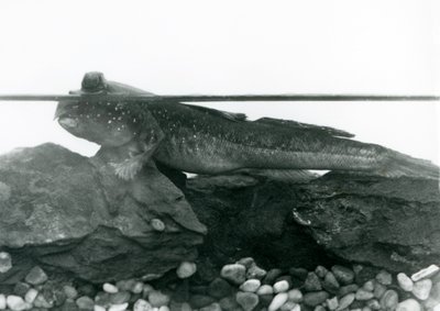 Un Pez Saltarín, descansando sobre rocas sumergidas, con sus ojos sobre el agua, Zoológico de Londres de Frederick William Bond