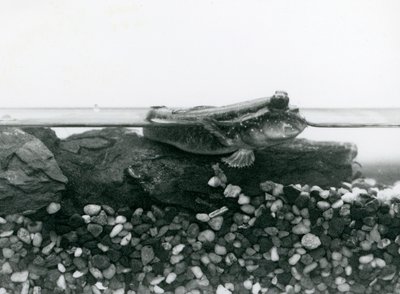 Un pez saltarín, descansando sobre rocas sumergidas, con sus ojos sobre el agua, Zoológico de Londres de Frederick William Bond