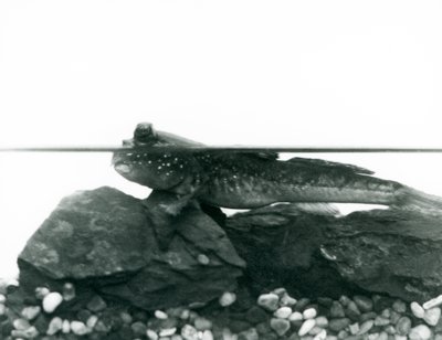 Un Pez Saltarín, descansando sobre rocas sumergidas, con sus ojos sobre el agua, Zoológico de Londres de Frederick William Bond