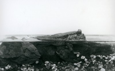 Un pez saltador de lodo, descansando sobre rocas sumergidas, con la mitad superior de su cuerpo fuera del agua, Zoológico de Londres de Frederick William Bond