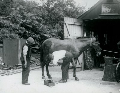 Una mula siendo herrada en el Zoológico de Londres en 1924 de Frederick William Bond