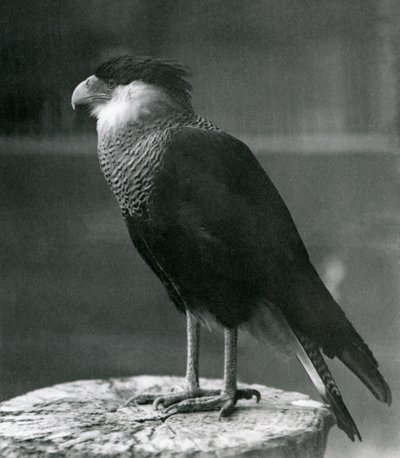 Un caracara crestado del norte en el zoológico de Londres, antes de 1930 de Frederick William Bond