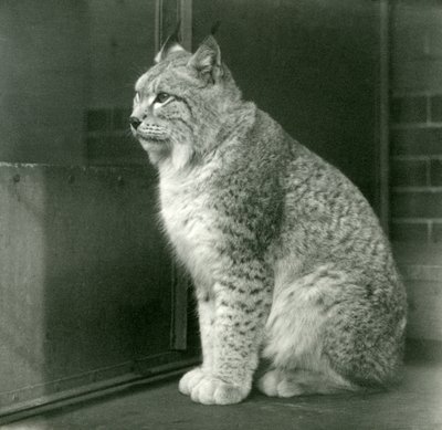 Un lince boreal, Zoológico de Londres, febrero de 1925 de Frederick William Bond