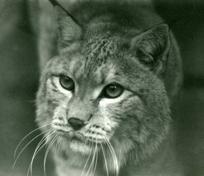 Un lince boreal, Zoológico de Londres, febrero de 1925 de Frederick William Bond