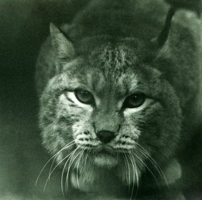 Un lince boreal, Zoológico de Londres, febrero de 1925 de Frederick William Bond