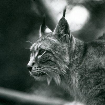 Un lince boreal en el Zoológico de Londres, julio de 1925 de Frederick William Bond