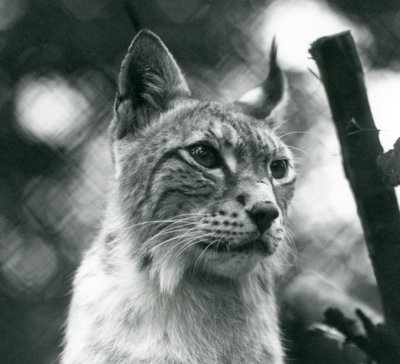 Un lince boreal en el Zoológico de Londres, julio de 1925 de Frederick William Bond