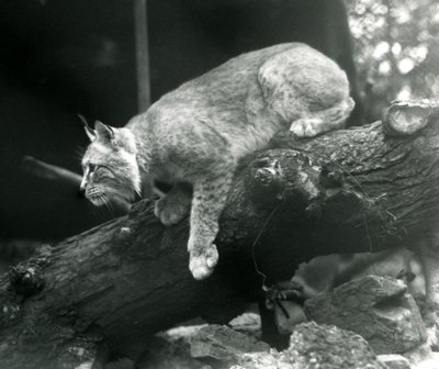 Un lince boreal inclinándose desde una rama, Zoológico de Londres, octubre de 1925 de Frederick William Bond