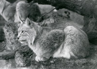 Un lince boreal sentado en una roca, Zoológico de Londres, octubre de 1925 de Frederick William Bond