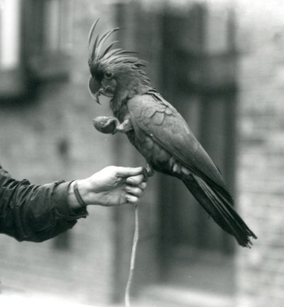 Un cacatúa negra grande de palma agarrando el dedo de un cuidador con un pie y sosteniendo un premio en forma de huevo con el otro, Zoológico de Londres, septiembre de 1927 de Frederick William Bond