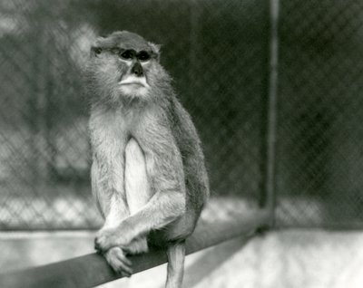 Un mono Patas/Wadi/Hussar sentado en una rama en el Zoológico de Londres en 1928 de Frederick William Bond