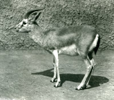 Una gacela persa en el Zoológico de Londres en junio de 1925 de Frederick William Bond