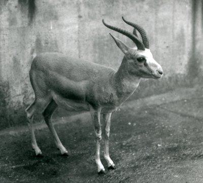 Un Gacela Persa, Goitered o de Cola Negra en el Zoológico de Londres, agosto de 1927 de Frederick William Bond