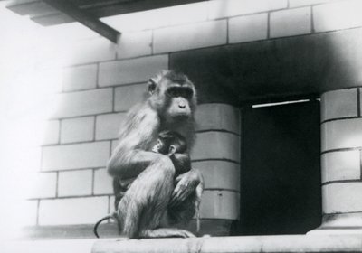 Un Macaco Cola de Cerdo sosteniendo a su bebé mientras está sentado en un borde de azulejos en su recinto en el Zoológico de Londres en 1928 de Frederick William Bond