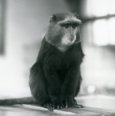 Un Mono Pluto, o Mono Azul, sentado en un banco, Zoológico de Londres de Frederick William Bond