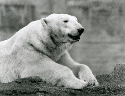 Un oso polar descansando en una cornisa rocosa en el Zoológico de Londres en 1931 de Frederick William Bond