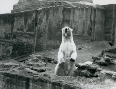 Un Oso Polar sentado en su recinto en la base de las Terrazas Mappin en el Zoológico de Londres en septiembre de 1928 de Frederick William Bond