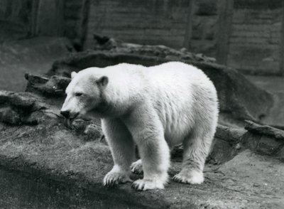 Un oso polar de pie al borde de su recinto en la base de las Terrazas Mappin, Zoológico de Londres, septiembre de 1928 de Frederick William Bond