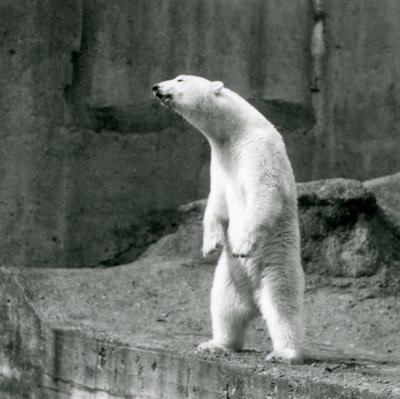 Un oso polar de pie, sobre sus patas traseras, al borde de su recinto en las Terrazas Mappin, Zoológico de Londres de Frederick William Bond